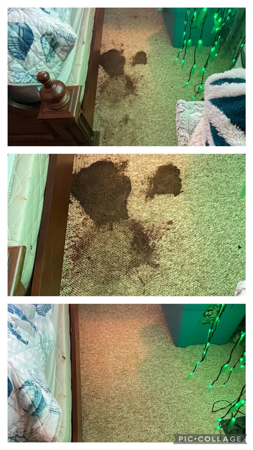 A pet had a bad accident on carpet. Green Dragon Carpet Care and treated the pet stains and removed them.