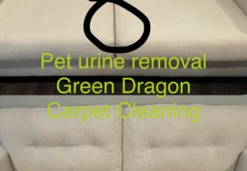 white love seat cleaning. pet urine removal
